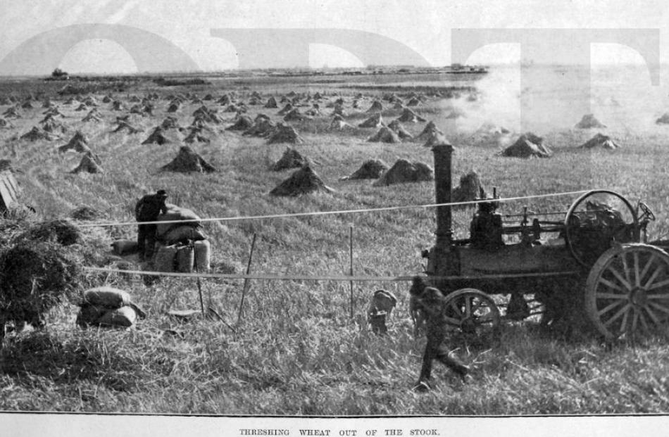 01/04/1924, Otago Witness. A steam traction engine is used to thresh stooked wheat on a Southland...