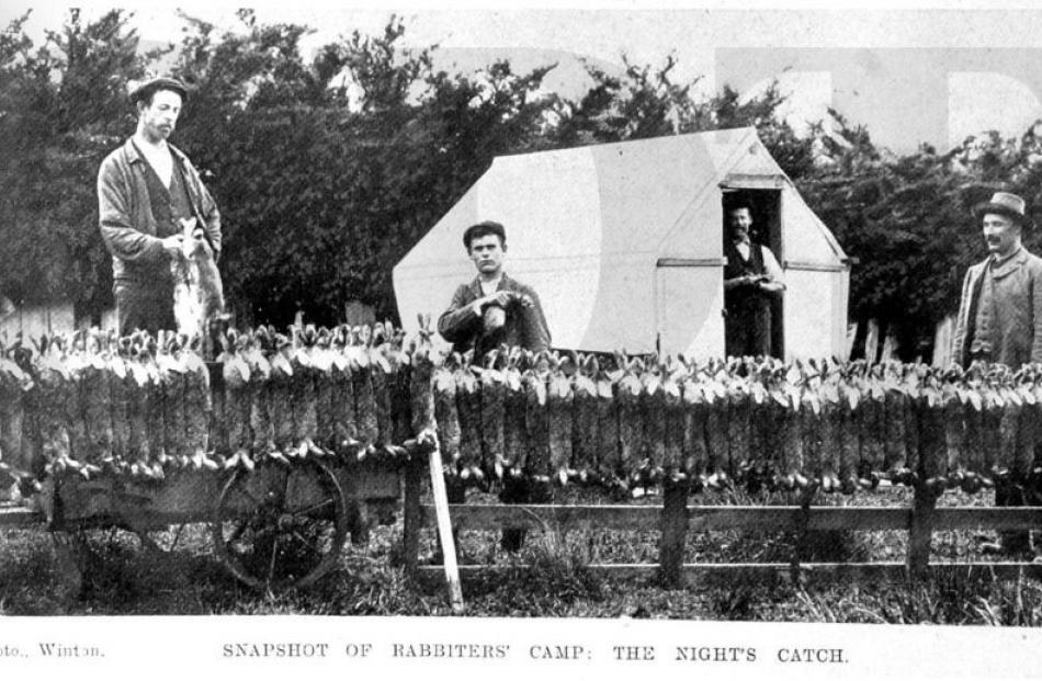 17/06/1908, Otago Witness. A snapshot of a rabbiters' camp, showing a night's catch.