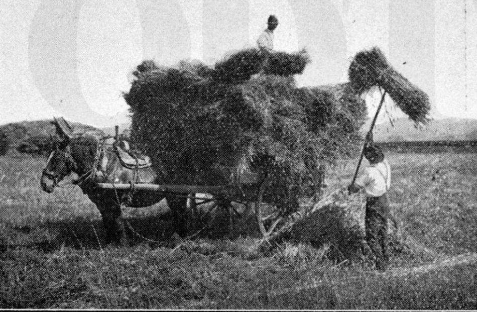 08/11/1921, Otago Witness. Loading dry stooks of grain on a Waikouaiti farm.