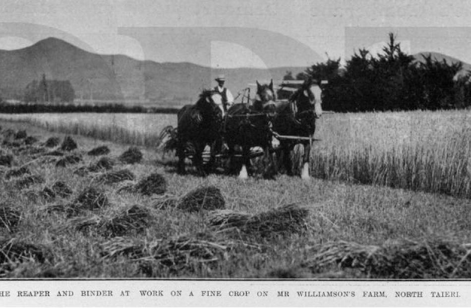 16/04/1919, Otago Witness. A reaper and binder at work on a fine cereal crop at Mr Williamson's...