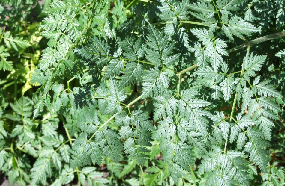 All parts of hemlock are poisonous.