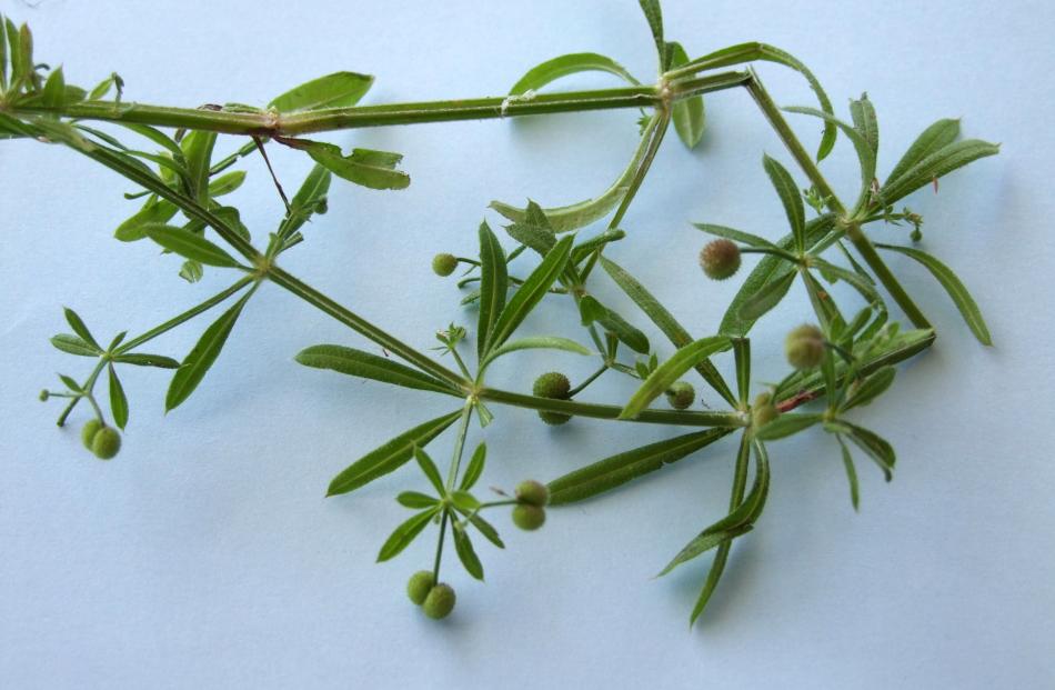 Cleavers sticks to skin as well as clothes and animal hair.