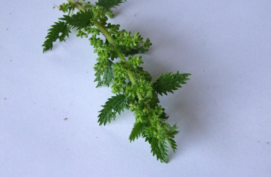 Common annual nettle is a butterfly food.