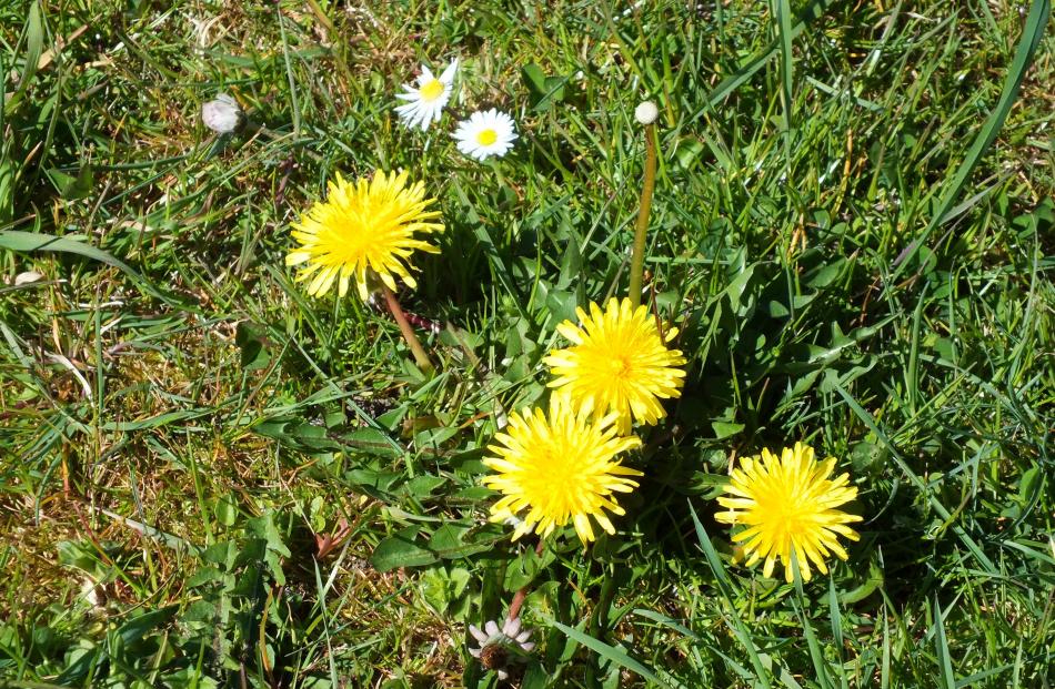 Dandelions can be cut below ground level and killed with salt.