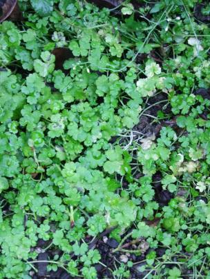 Hydrocotyle is a nuisance in damp lawns.