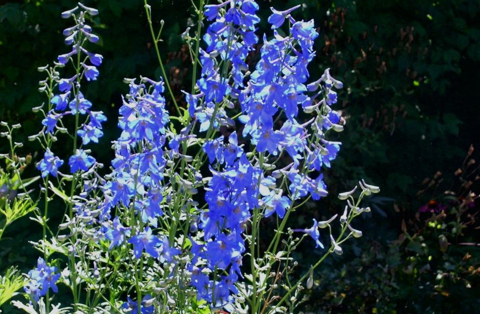 Blue and white delphiniums are a Highgrove staple.