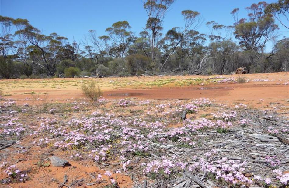 Western Australian wildflowers paint a striking picture near Southern Cross, straddling the...