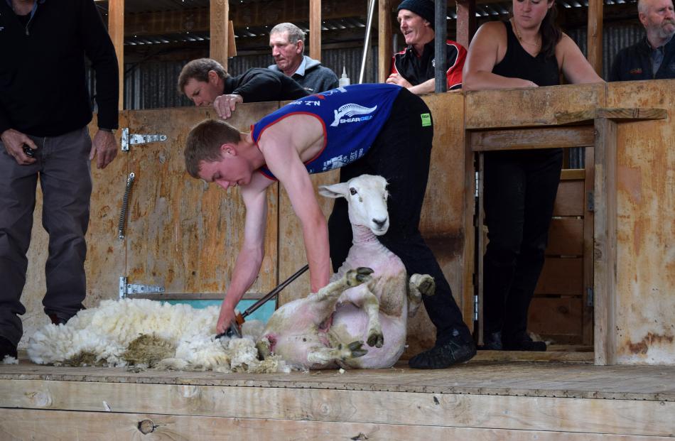 Reuben Wilkinson, 18, of Wyndham, shears a sheep.
