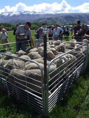 Merino sheep on display at Willowbank, near Tarras,  during a  field day as part of the New...