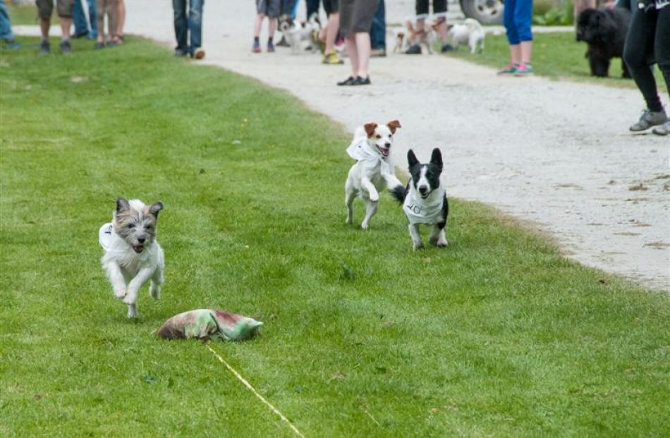 Jack Russell dogs of various pedigree take part in the Jack Russell race at the Paradise Trust...