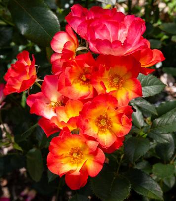 As well as old roses, there are lots of new releases. "Bee Scene" promotes roses’ attraction for...