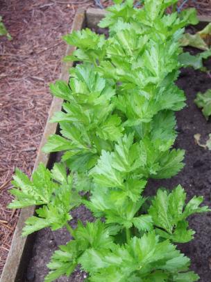 Celery does best in a well-limed soil and a pH of 6.5 to 7.0.