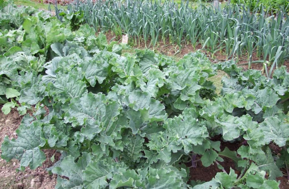 Keeping kale and leeks in adjacent beds enables their slightly different needs to be met.