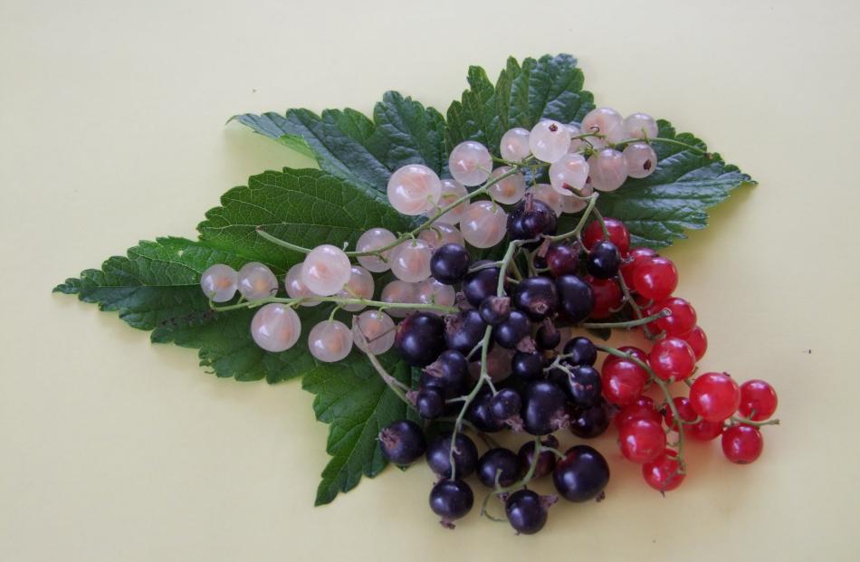 The only time her three currant varieties ripened at the same time, Gillian Vine took this pic....