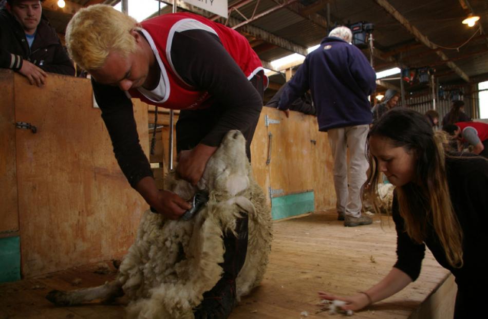 Local talent ... John McCleod, from Heriot, competes in the intermediate final at the shearing at...