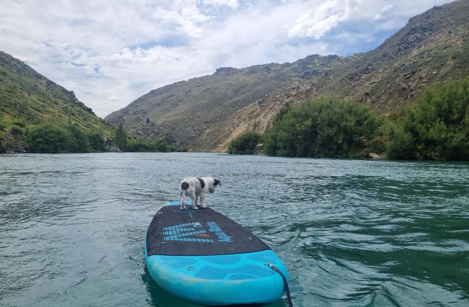 Looking for fish ... Family dog Jax rides the Clutha River/Mata-Au from Alexandra on December 28....