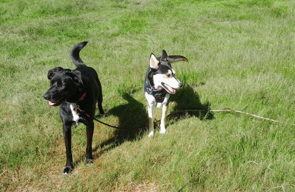 Ready for another day ... Indi and Cleo are on the lookout for fun at the Albert Town campground...