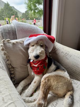 Rest ye merry gentle dog ... 12-year-old Munro chills out on Christmas Day in Kurow. Photo:...