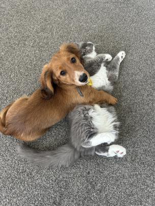 Besties ... Miniature dachshund Fred and ragdoll-cross kitten Russell, both 4 months, snuggle up...