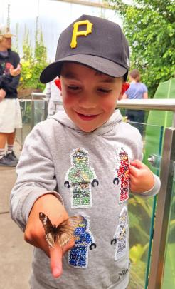 Enchanted ... Alexi Theodoulou, 5, admires the butterfly on his finger at Tuhura Otago Museum on...