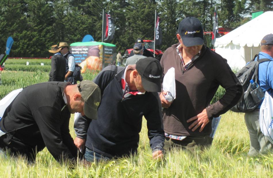 Participants at the expo inspect a barley crop in a spraying trial.