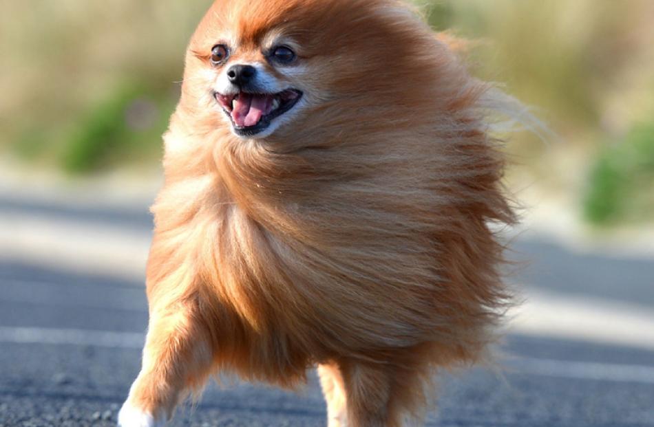 Imagine my delight on a quiet news (but very windy)  day when I happened across this Pomeranian...