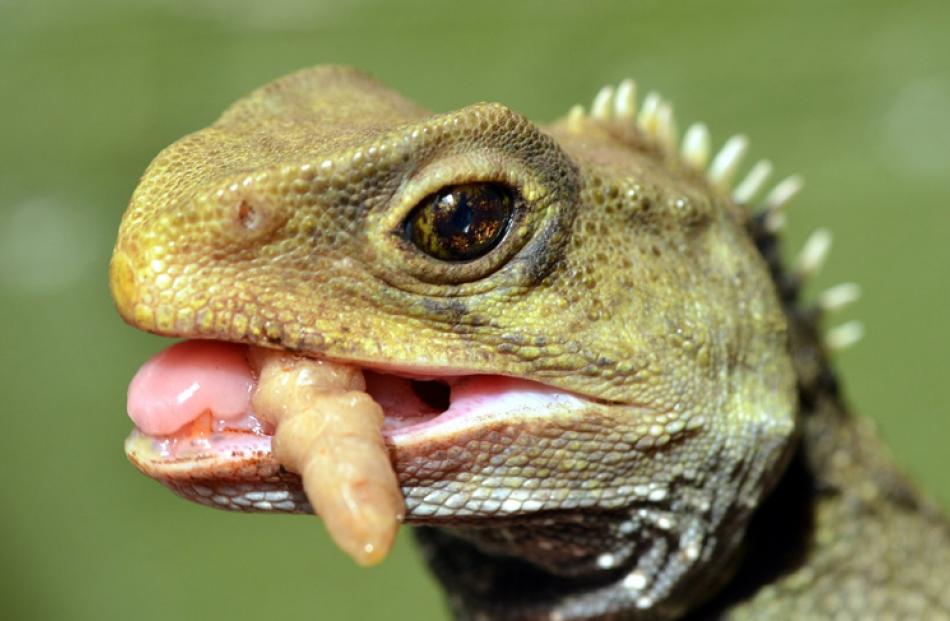 The tuatara keeper at the Southland Museum uses forceps to feed this tuatara. His eyesight is...