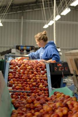 A worker sorts apples on a conveyor. Photo supplied.