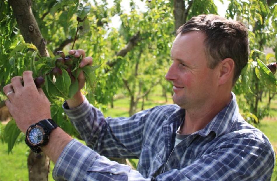 Simon Webb inspects nectarines during thinning in mid-November.