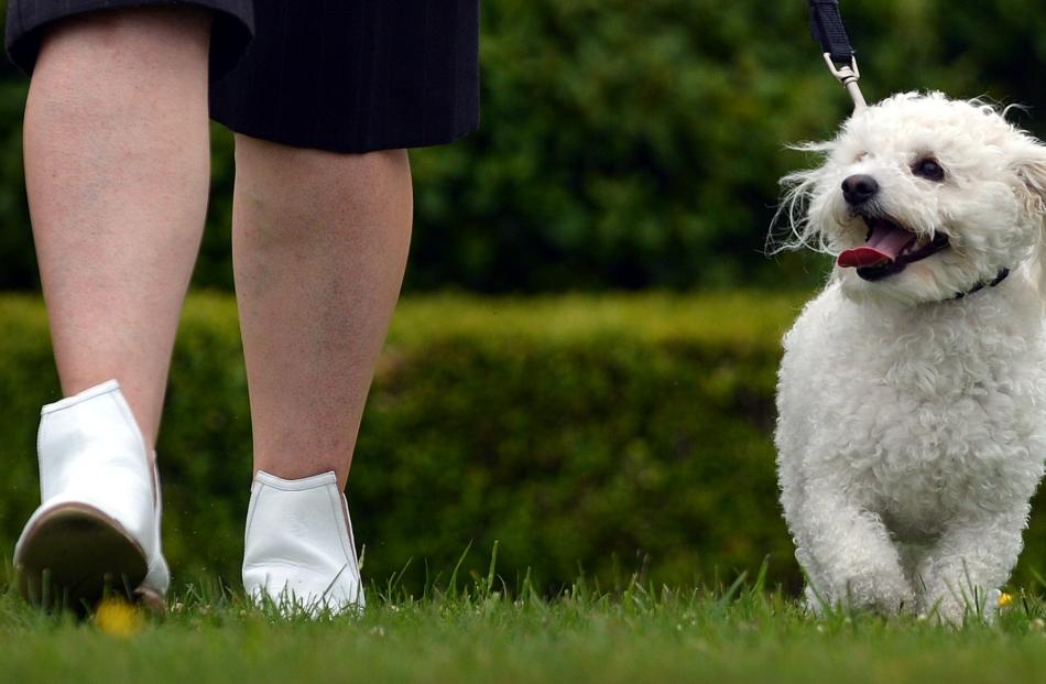 Bichon-Maltese-Shih Tzu Charli, with ''mum'' Diane Hiku is typical of a trend towards multi cross...