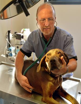 Mosgiel vet Paul Evans checks out Gypsy, following a course of chemotherapy. Photo by Stephen...