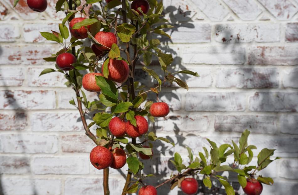 An old variety of apple tree grows in the backyard.