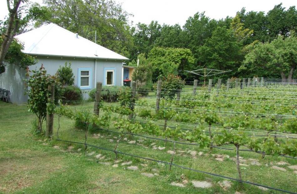 A vineyard now complements the old fruit trees in the crib's grounds.