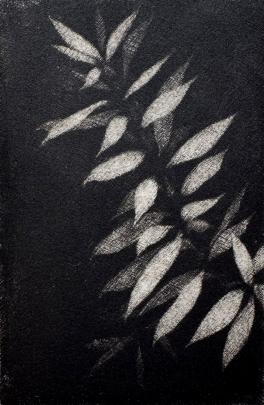 Totara, Your Delicacy Rachel ‘‘The stars always take their dark road’’ (6 of 20). 