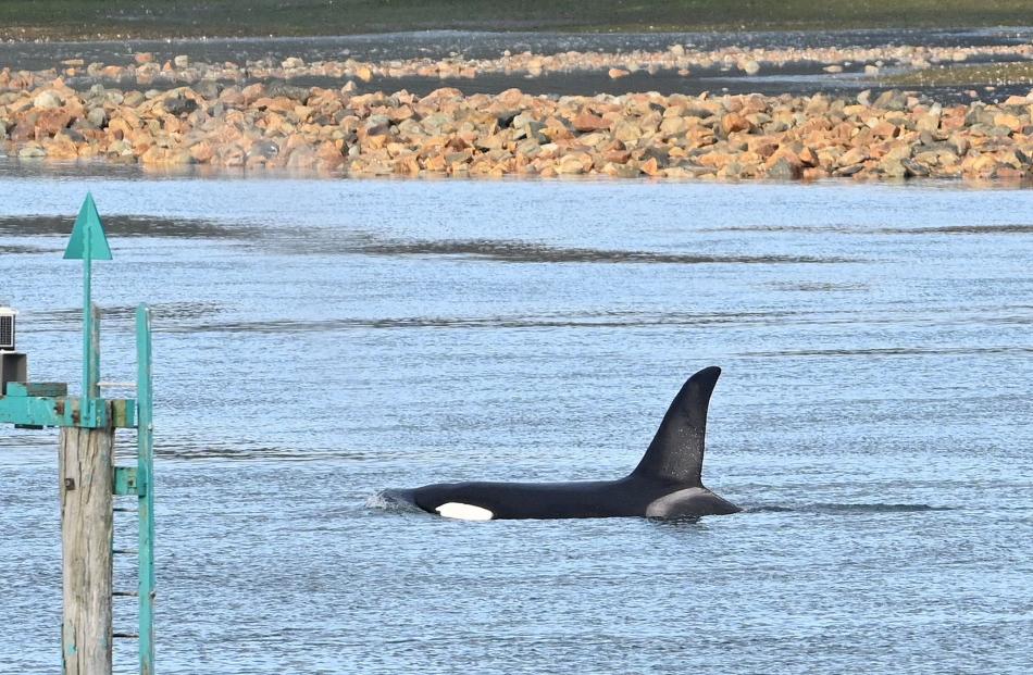 Orca near the channel in Otago Harbour at Burkes. Photo: Linda Robertson
