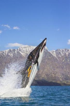 Hydro Attack's shark-themed craft, the Seabreacher X, leaps from Lake Wakatipu. A 260hp...