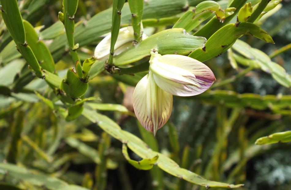 Carmichaelia williamsii is one of several native broom species in the Morris garden.