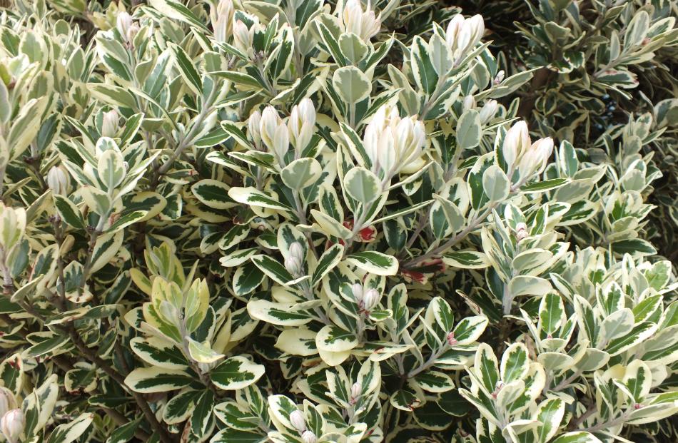 Sharron Morris would have grown more pohutukawa if she had realised their potential.