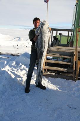 Mr Slee holds up a 49kg toothfish he helped dissect.