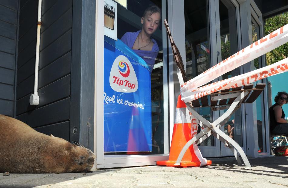 The sea lion finds a quiet spot for a snooze near the doorway of the St Clair pool before...