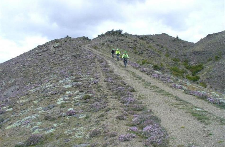 Descending through lilac-tinged avenues of thyme.