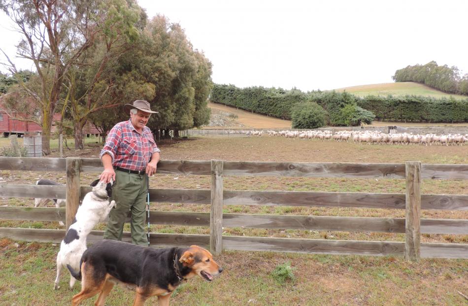 Kauru Hill farmer Ross Ewing, with heading dog Boss and huntaway Joy, sold his ewe lambs...