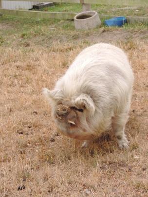 Wilbur, a 4-year-old kunekune pig, is one of the most popular animals on the farm.