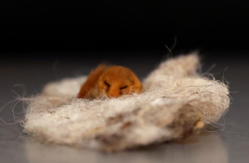 A dormouse hibernates after being rescued by Kildare Wildlife Rescue, in Kildare, Ireland. 