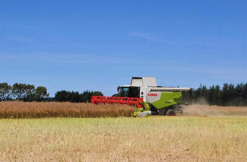 A canola paddock, boasting a world-record yield, is harvested on the lower Waitaki Plains, north...
