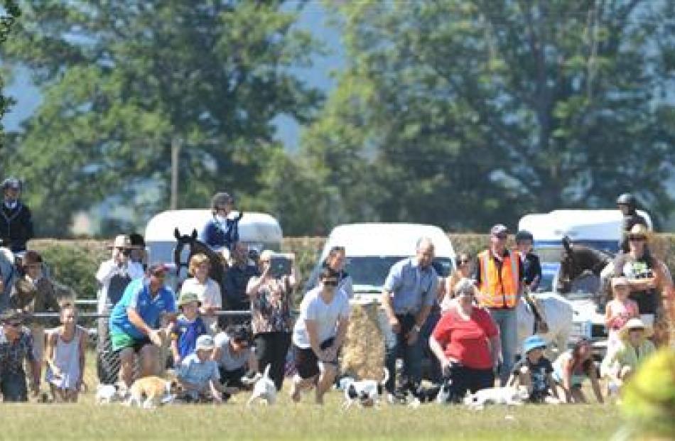 Terriers and their owners line up for the terrier race. The race was won by Frank, a 2-year-old ...