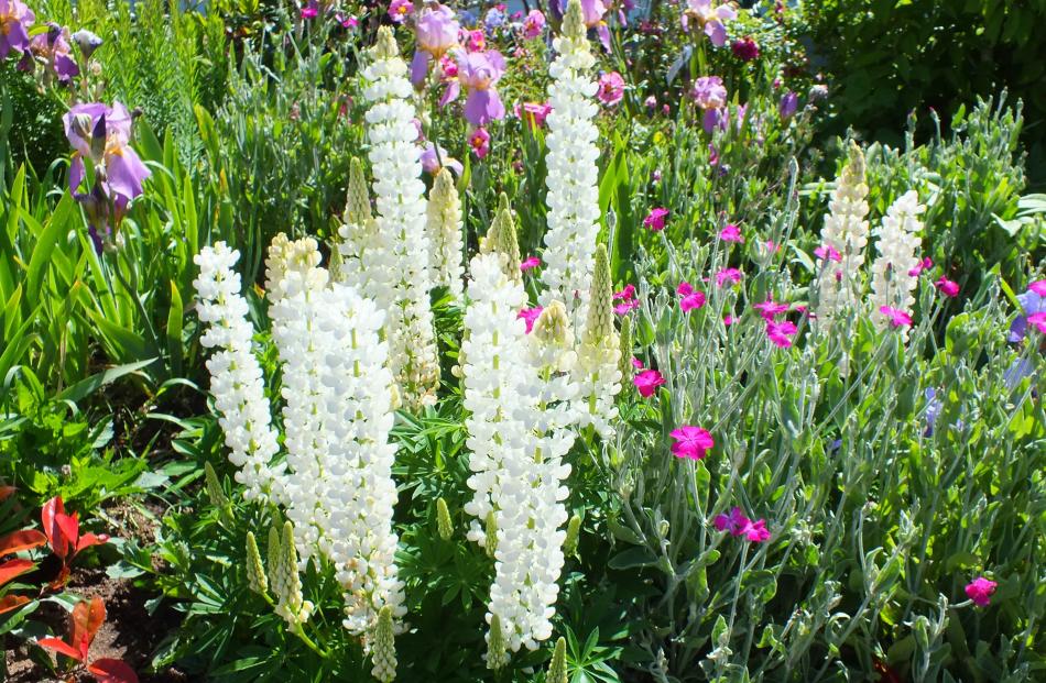 Lupins, bearded irises and lychnis reflect Bev's preference for old-style plants.