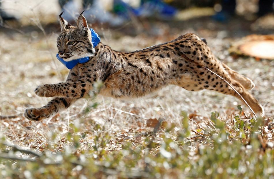 Female lynx Vinegra, who was born in Andalusia, runs to protected freedom in an enclosed area...