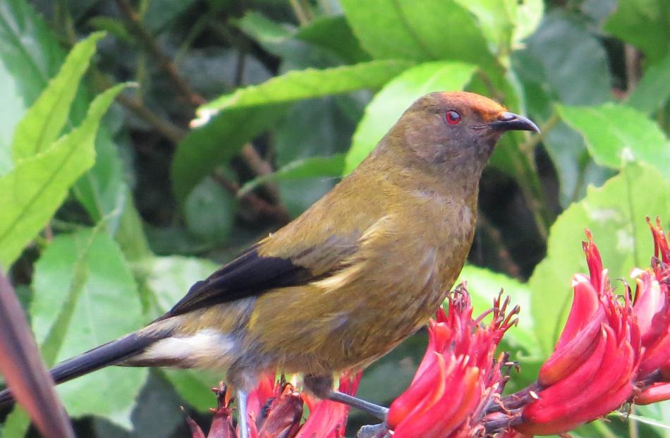 Pollen collected on the forehead of a nectar-feedings korimako (bellbird) may pollinate a...