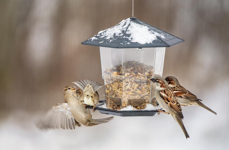 Feeding seeds tends to attract exotic birds to the garden. PHOTO: GETTY IMAGES